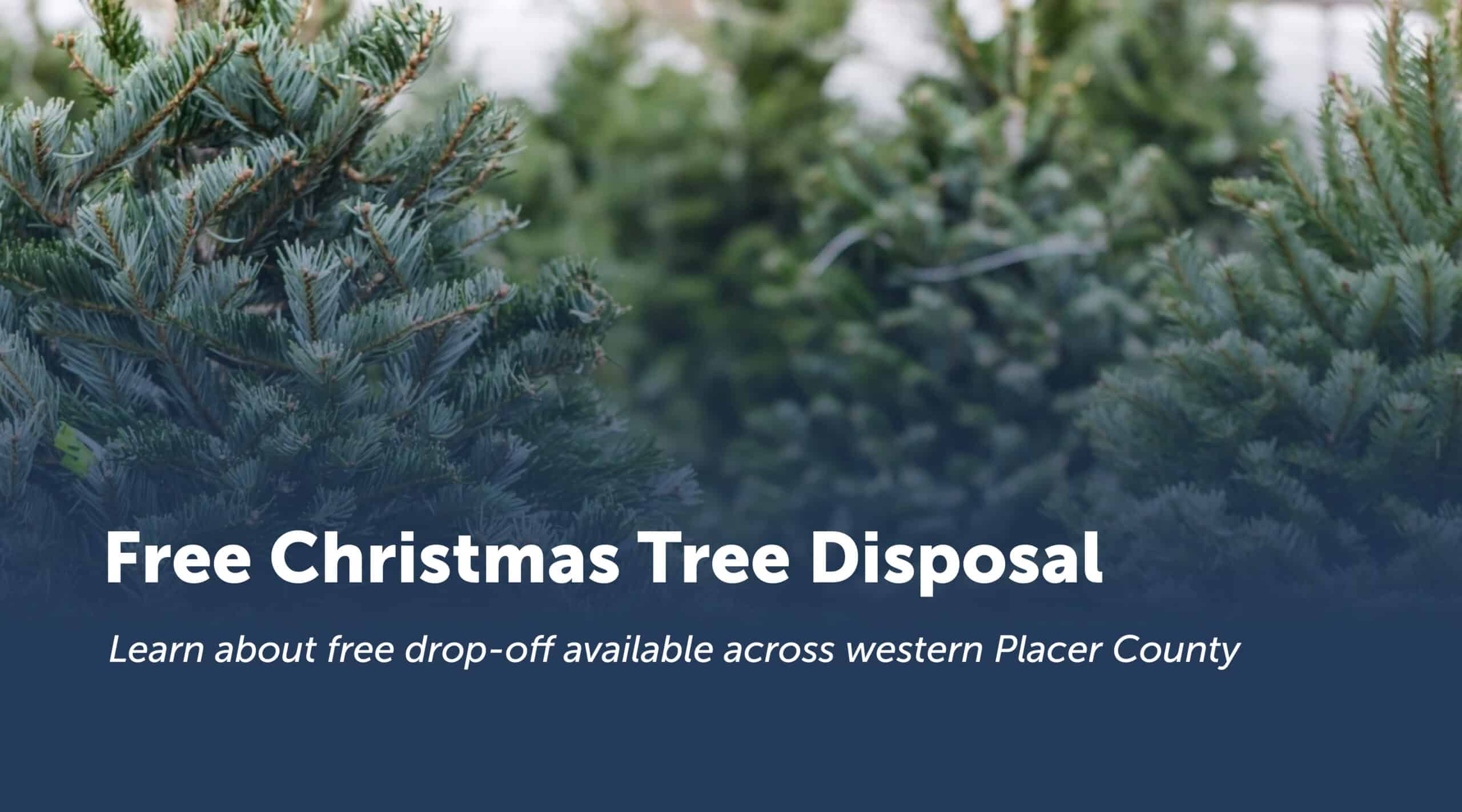 Christmas Tree Disposal Western Placer Waste Management Authority