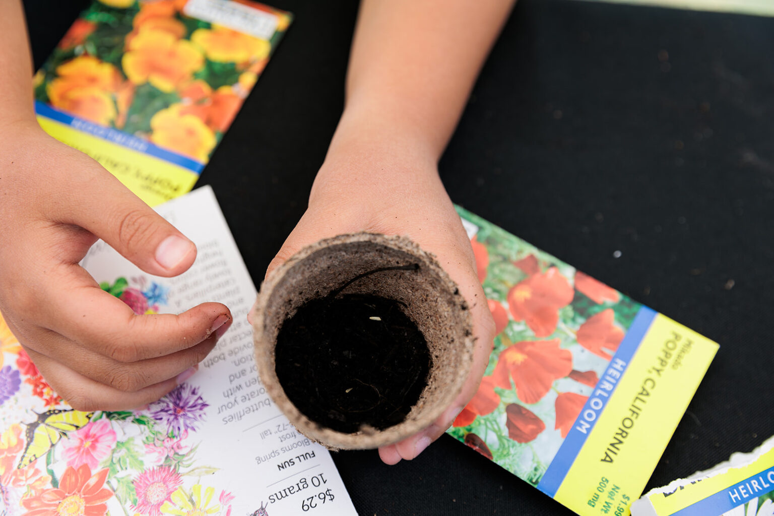 Top view of child's hand holding a small, brown peat pot with finished compost soil with seed packets of California Poppy around it